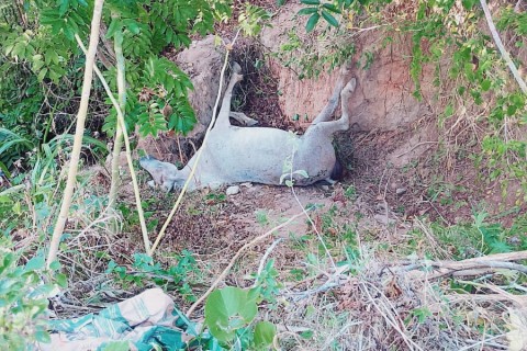 Atraso na Resolução: Animal morto há quase dois dias causa transtorno e mau cheiro